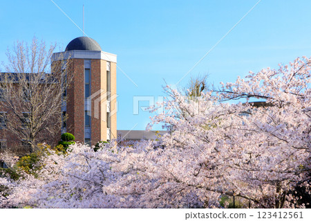 大學校園裡盛開的櫻花迎接新生的場景。 123412561