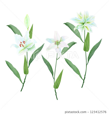 White lily flowers with stems watercolor illustration set isolated on white. High quality clip art perfect for cards, posters, stickers, Easter, christening spring, mother's day, wedding cards White lily flowers with stems watercolor illustration set isolated on white. High quality clip art perfect for cards, posters, stickers, Easter, christening spring, mother's day, wedding cards 123412576