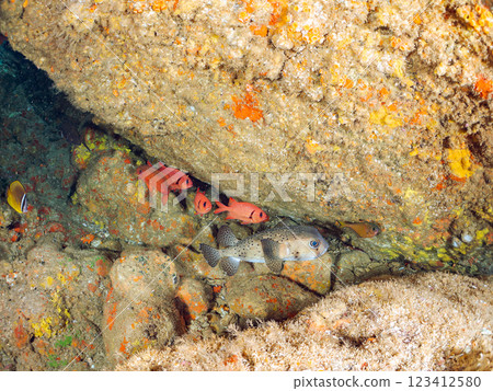 Beautiful Ishigaki pufferfish, Namimatsukasa, Minamihatanpo and others in the underwater cave, Nakagi Hirizo Beach, Minamiizu Town, Kamo District 123412580