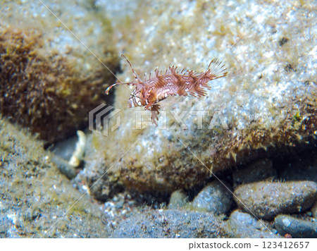Cute juveniles of the Obitensis (family Labridae) and others. Nakagi Hirizo Beach, Minamiizu-cho, Kamo-gun, Izu Peninsula, Shizuoka Prefecture, 2024 123412657