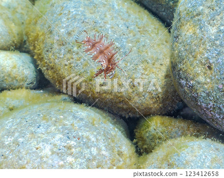 Cute juveniles of the Obitensis (family Labridae) and others. Nakagi Hirizo Beach, Minamiizu-cho, Kamo-gun, Izu Peninsula, Shizuoka Prefecture, 2024 123412658