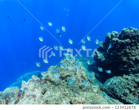 A school of cute Oyabiccha (damselfish) and other juvenile fish swimming on the surface of the water. Nakagi Hirizo Beach, Minamiizu-cho, Kamo-gun, Izu Peninsula 123412678