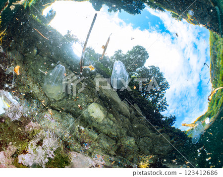 A mysterious horseshoe jellyfish (family Hemus jellyfish) floating on the surface of the water. Nakagi Hirizo Beach, Minamiizu-cho, Kamo-gun, Izu Peninsula, Shizuoka Prefecture 123412686