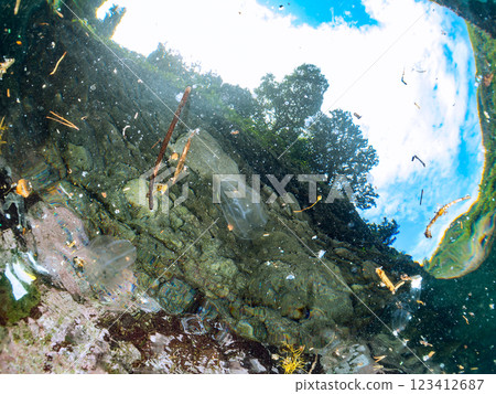 漂浮在水面上的神秘犀牛水母（Helminidae 科）。 靜岡縣伊豆半島加茂郡南伊豆町中木埼浜 123412687
