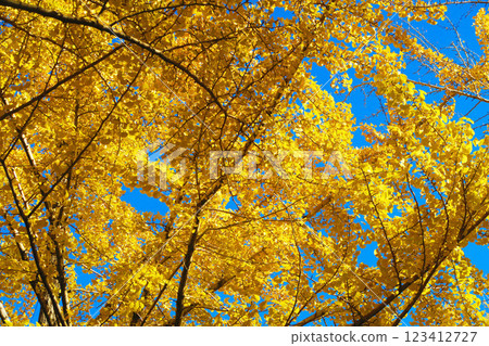 秋天的東京都光丘公園景色，背景是銀杏樹的黃葉（2024 年拍攝） 123412727