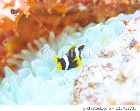 Cute clownfish (subfamily Amphiprioninae) juveniles in a beautiful sea anemone field. Nakagi Hirizo Beach, Minamiizu-cho, Kamo-gun, Izu Peninsula 123412733