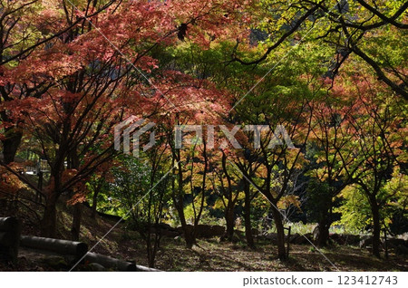 Burning Autumn Leaves 123412743