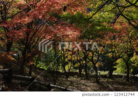 燃燒的秋葉 燃燒的秋葉 123412744