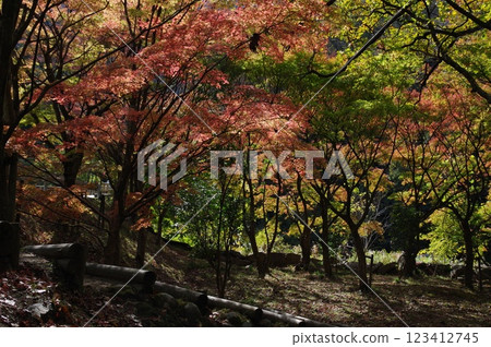 燃燒的秋葉 燃燒的秋葉 123412745