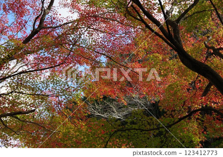 Burning Autumn Leaves Burning Autumn Leaves 123412773