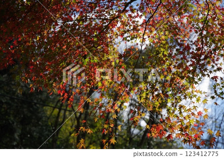 Burning Autumn Leaves Burning Autumn Leaves 123412775