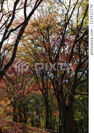 Burning Autumn Leaves Burning Autumn Leaves 123412776