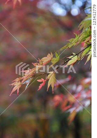 燃燒的秋葉 燃燒的秋葉 123412779