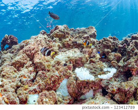 一對可愛的小丑魚、一群黑雀鯛和其他雀鯛生活在白化的海葵田裡。希里佐海灘 123412789