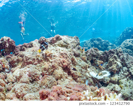 一對可愛的小丑魚、一群黑雀鯛和其他雀鯛生活在白化的海葵田裡。希里佐海灘 123412790