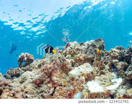 一對可愛的小丑魚、一群黑雀鯛和其他雀鯛生活在白化的海葵田裡。希里佐海灘 123412791