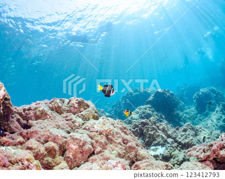一對可愛的小丑魚、一群黑雀鯛和其他雀鯛生活在白化的海葵田裡。希里佐海灘 123412793