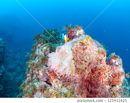 A cute pair of clownfish and a school of three-spotted damselfish living in a sea anemone field where bleaching is observed. Hirizo Beach 123412825