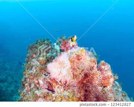 A cute pair of clownfish and a school of three-spotted damselfish living in a sea anemone field where bleaching is observed. Hirizo Beach 123412827