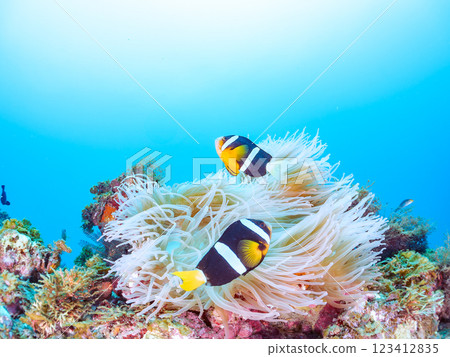 一對可愛的小丑魚、一群黑雀鯛和其他雀鯛生活在白化的海葵田裡。希里佐海灘 123412835
