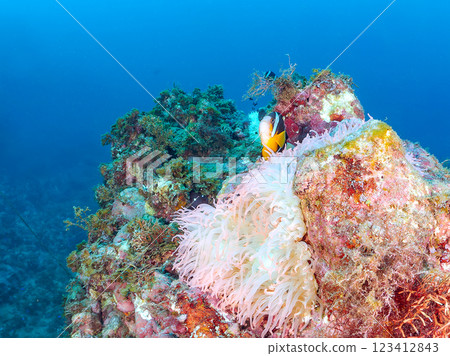A cute pair of clownfish and a school of three-spotted damselfish living in a sea anemone field where bleaching is observed. Hirizo Beach A cute pair of clownfish and a school of three-spotted damselfish living in a sea anemone field where bleaching is observed. Hirizo Beach 123412843