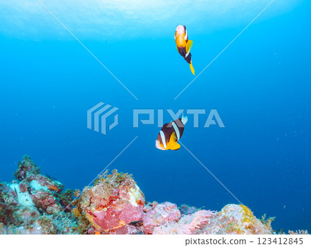 A cute pair of clownfish and a school of three-spotted damselfish living in a sea anemone field where bleaching is observed. Hirizo Beach 123412845