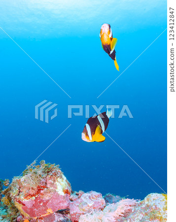 A cute pair of clownfish and a school of three-spotted damselfish living in a sea anemone field where bleaching is observed. Hirizo Beach 123412847