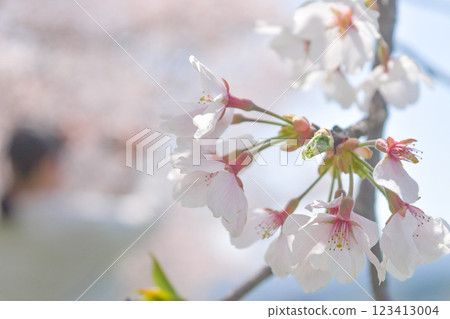 櫻花和芽 123413004