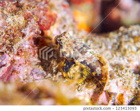 可愛的幼年蠹魚（水龍骨科）等等。 2024 靜岡縣伊豆半島賀茂郡南伊豆町中木寬佐海灘 123413093