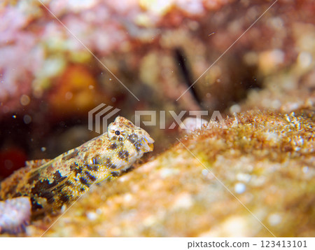 可愛的幼年蠹魚（水龍骨科）等等。 2024 靜岡縣伊豆半島賀茂郡南伊豆町中木寬佐海灘 123413101