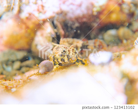Cute juveniles of the silver-spotted scorpionfish (family: Scyphotidae) and others. Nakagi Hirizo Beach, Minamiizu-cho, Kamo-gun, Izu Peninsula, Shizuoka Prefecture, 2024 123413102