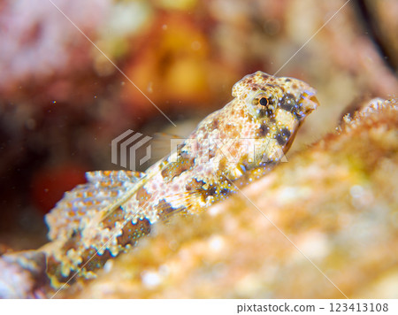 Cute juveniles of the silver-spotted scorpionfish (family: Scyphotidae) and others. Nakagi Hirizo Beach, Minamiizu-cho, Kamo-gun, Izu Peninsula, Shizuoka Prefecture, 2024 123413108
