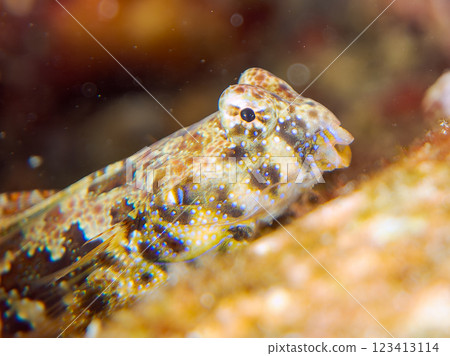 可愛的幼年蠹魚(水龍骨科)等等。 2024 靜岡縣伊豆半島賀茂郡南伊豆町中木寬佐海灘 可愛的幼年蠹魚(水龍骨科)等等。 2024 靜岡縣伊豆半島賀茂郡南伊豆町中木寬佐海灘 123413114