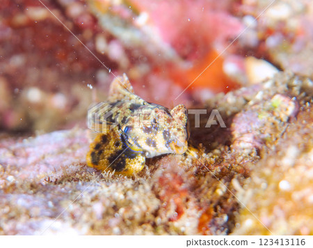 可愛的幼年蠹魚（水龍骨科）等等。 2024 靜岡縣伊豆半島賀茂郡南伊豆町中木寬佐海灘 123413116