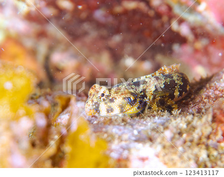 可愛的幼年蠹魚（水龍骨科）等等。 2024 靜岡縣伊豆半島賀茂郡南伊豆町中木寬佐海灘 123413117