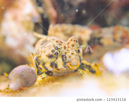 可愛的幼年蠹魚（水龍骨科）等等。 2024 靜岡縣伊豆半島賀茂郡南伊豆町中木寬佐海灘 123413118