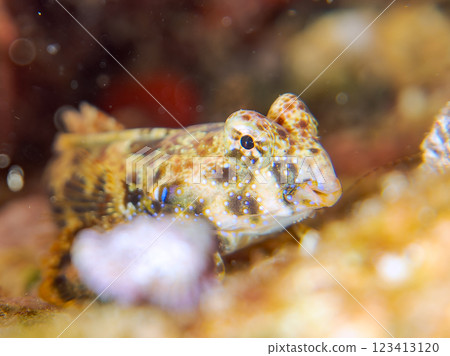 可愛的幼年蠹魚(水龍骨科)等等。 2024 靜岡縣伊豆半島賀茂郡南伊豆町中木寬佐海灘 可愛的幼年蠹魚(水龍骨科)等等。 2024 靜岡縣伊豆半島賀茂郡南伊豆町中木寬佐海灘 123413120