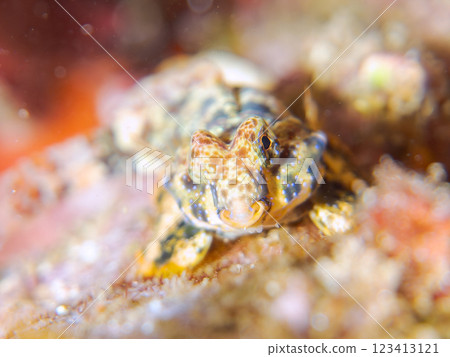 可愛的幼年蠹魚(水龍骨科)等等。 2024 靜岡縣伊豆半島賀茂郡南伊豆町中木寬佐海灘 可愛的幼年蠹魚(水龍骨科)等等。 2024 靜岡縣伊豆半島賀茂郡南伊豆町中木寬佐海灘 123413121