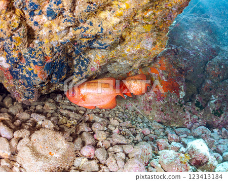 水下洞穴中的黑斑鹮、石垣河豚、南鷸等魚群 伊豆半島加茂郡南伊豆町中木埼三海灘 123413184