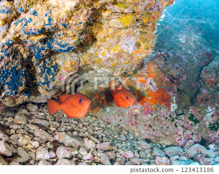 A school of Japanese amberjacks, pufferfish, and other fish in an underwater cave at Nakagi Hirizo Beach, Minamiizu Town, Kamo District, Izu Peninsula 123413186