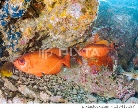 A school of Japanese amberjacks, pufferfish, and other fish in an underwater cave at Nakagi Hirizo Beach, Minamiizu Town, Kamo District, Izu Peninsula 123413187