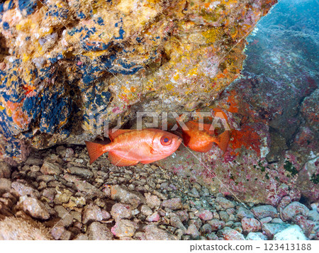 A school of Japanese amberjacks, pufferfish, and other fish in an underwater cave at Nakagi Hirizo Beach, Minamiizu Town, Kamo District, Izu Peninsula 123413188