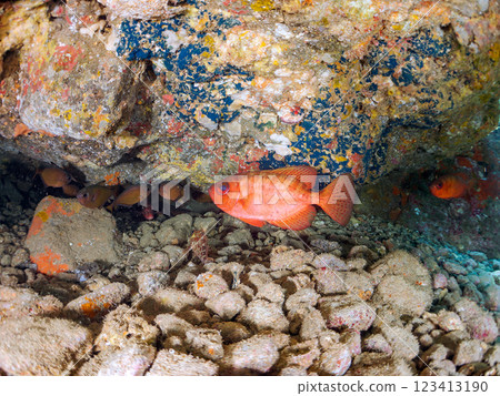 A school of Japanese amberjacks, pufferfish, and other fish in an underwater cave at Nakagi Hirizo Beach, Minamiizu Town, Kamo District, Izu Peninsula 123413190