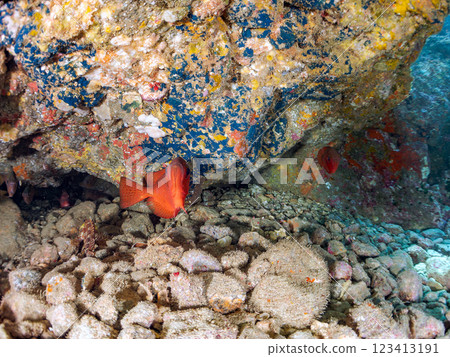 A school of Japanese amberjacks, pufferfish, and other fish in an underwater cave at Nakagi Hirizo Beach, Minamiizu Town, Kamo District, Izu Peninsula 123413191