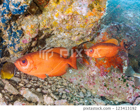 水下洞穴中的黑斑鹮、石垣河豚、南鷸等魚群 伊豆半島加茂郡南伊豆町中木埼三海灘 123413192