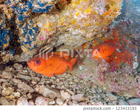 水下洞穴中的黑斑鹮、石垣河豚、南鷸等魚群 伊豆半島加茂郡南伊豆町中木埼三海灘 水下洞穴中的黑斑鹮、石垣河豚、南鷸等魚群 伊豆半島加茂郡南伊豆町中木埼三海灘 123413193