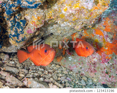 A school of Japanese amberjacks, pufferfish, and other fish in an underwater cave at Nakagi Hirizo Beach, Minamiizu Town, Kamo District, Izu Peninsula 123413196
