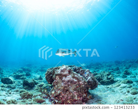 A large and beautiful backlit korodai (family: grunt) and others. Nakagi Hirizo Beach, Minamiizu-cho, Kamo-gun, Izu Peninsula, Shizuoka Prefecture, 2024 123413233