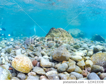 A beautiful school of young fish, including Oyabitcha (Pomacentridae), Striped Scallops (Salmoglossidae), and others, on the shoreline. Nakagi Hirizo Beach, Machi 123413339