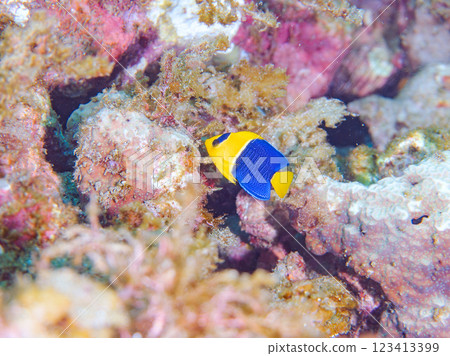 可愛的年輕的Somewakeyakko(家庭)和其他物品。 靜岡縣伊豆半島加茂郡南伊豆町中木広濱2024 可愛的年輕的Somewakeyakko(家庭)和其他物品。 靜岡縣伊豆半島加茂郡南伊豆町中木広濱2024 123413399